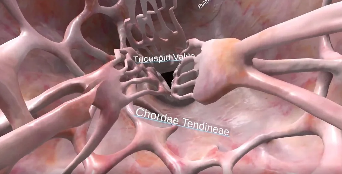 Inside the right side of the heart in VR with labelled tricuspid valve and chordae tendineae
