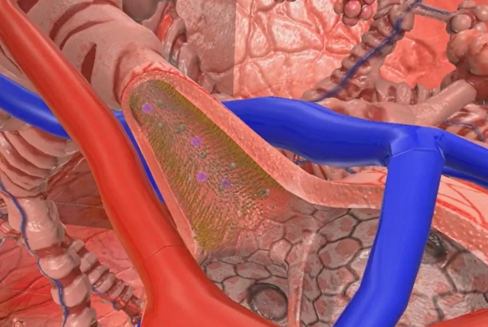 VR view of a bronchus opening into alveoli, with pulmonary artery and vein alongside